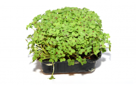 Simply Fresh Green Basil-MH   Box  1 pcs